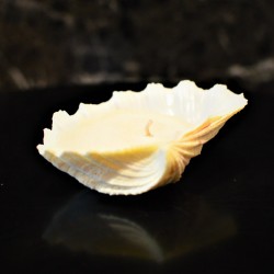 Natural Shell Candle 